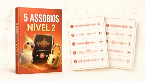 Bônus 4