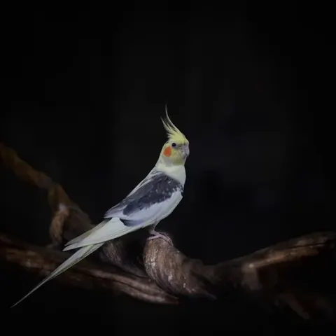 Ela cantando de verdade