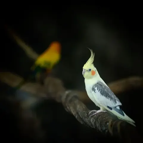 O vínculo que você quer