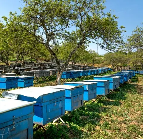 mz-caixa
